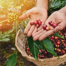 Ethiopian Yirgacheffe coffee farmer